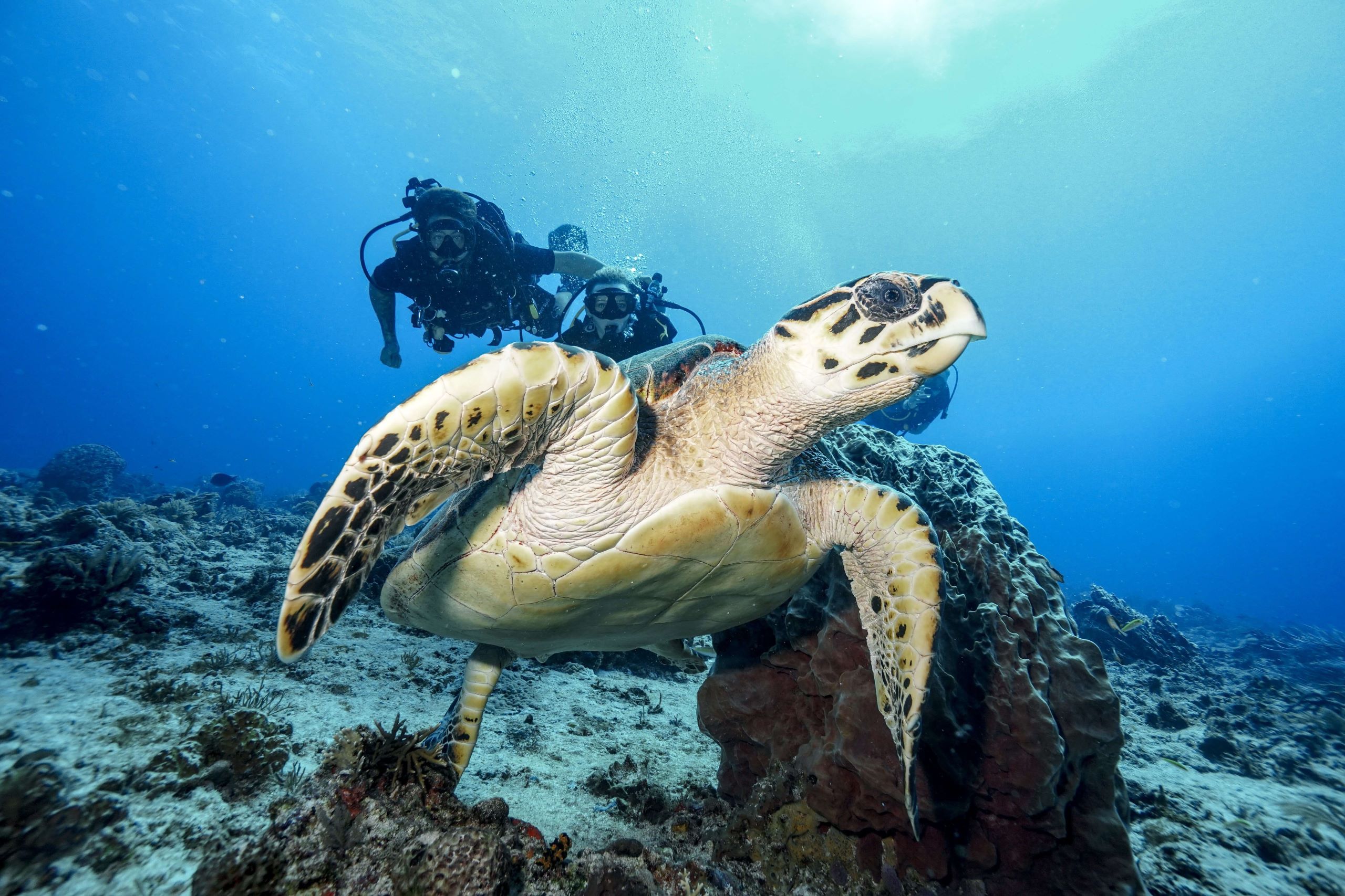 open water diver playa del carmen