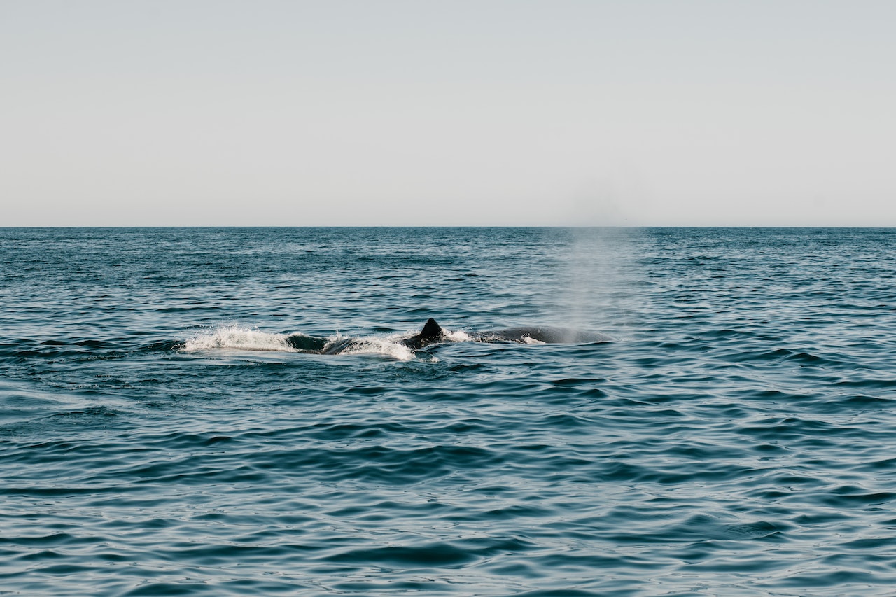 Cabo Pulmo – Avistamiento de ballenas