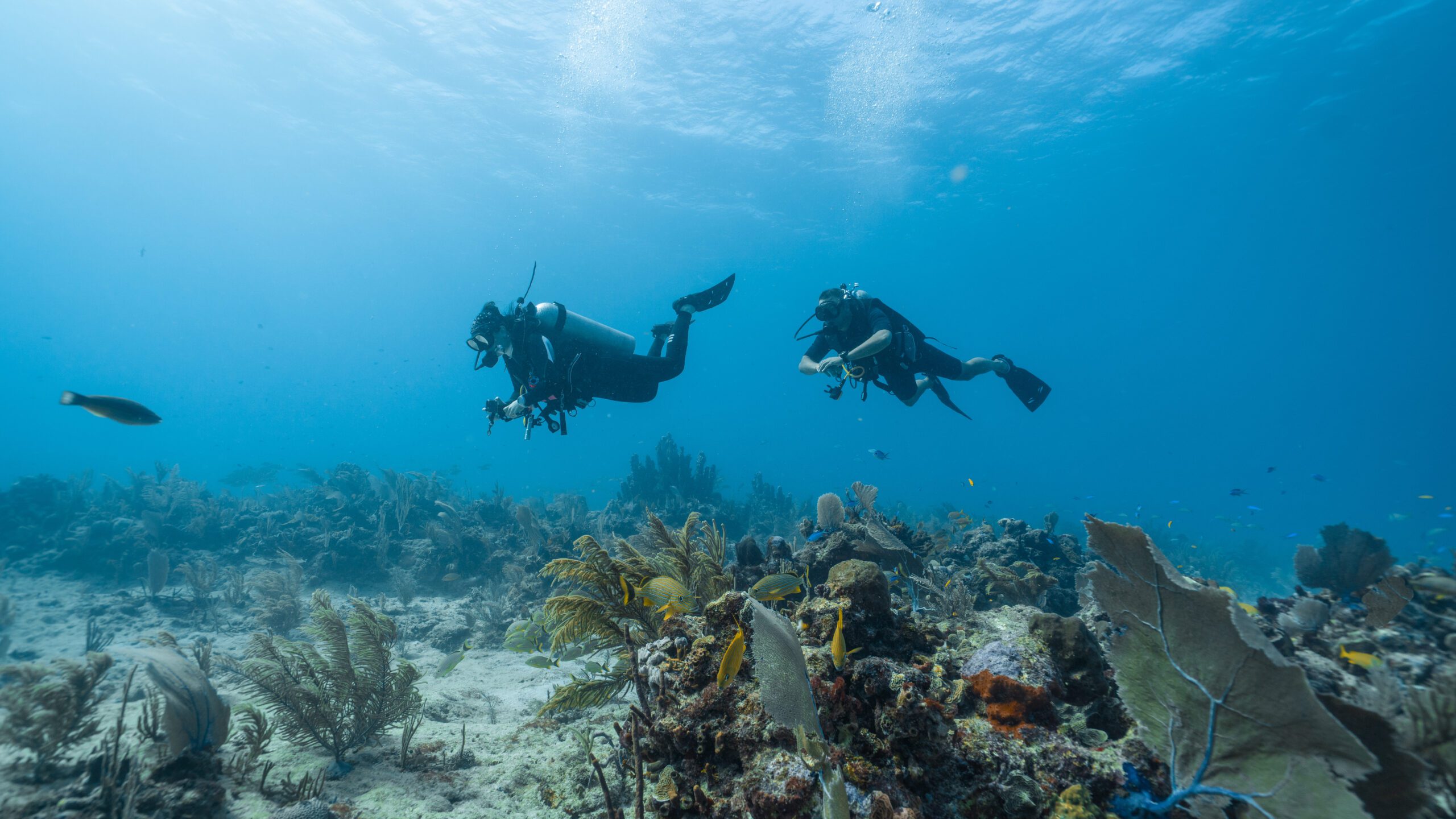 Cancún – Buceo 2 tanques en MUSA y arrecife