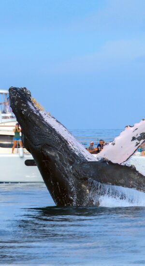 CABO – Luxury Whale Watching
