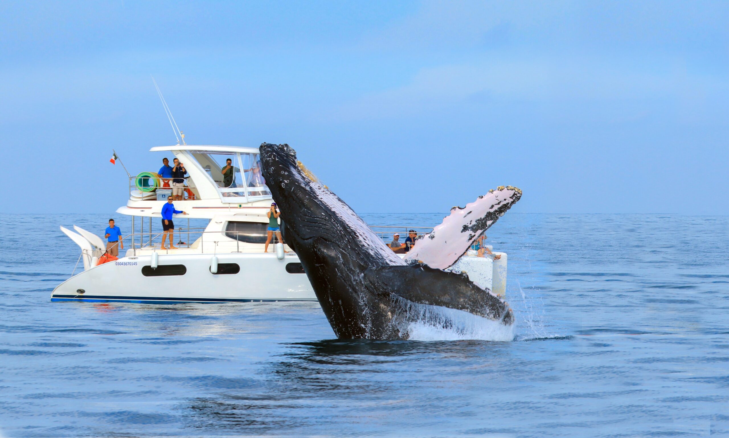 CABO – Luxury Whale Watching