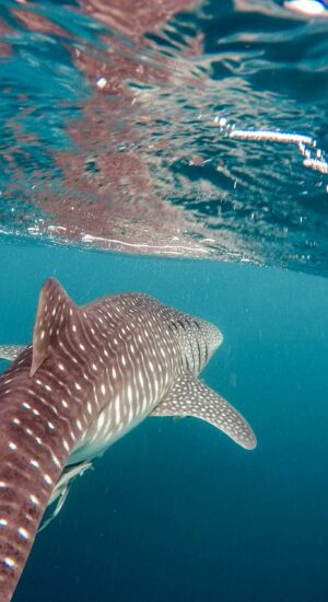 Epic Baja – Tiburón Ballena + Ocean Safari